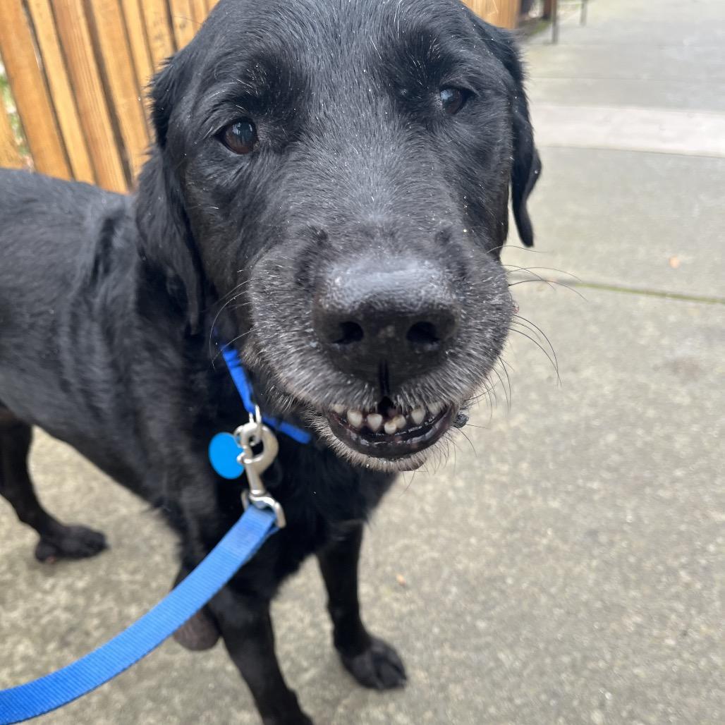 Eugene, a Adoptable mixed breed in Ashland, OR image 3/6