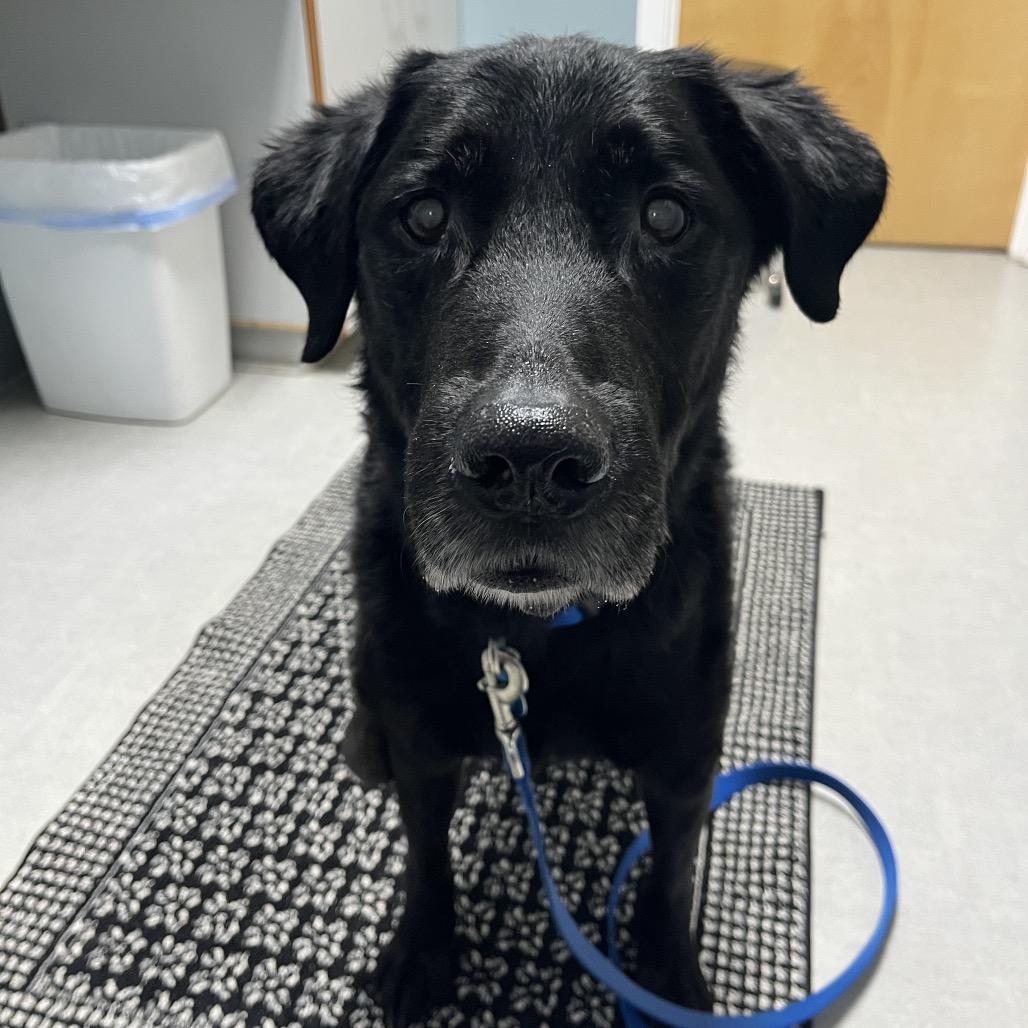 Eugene, a Adoptable mixed breed in Ashland, OR image 4/6