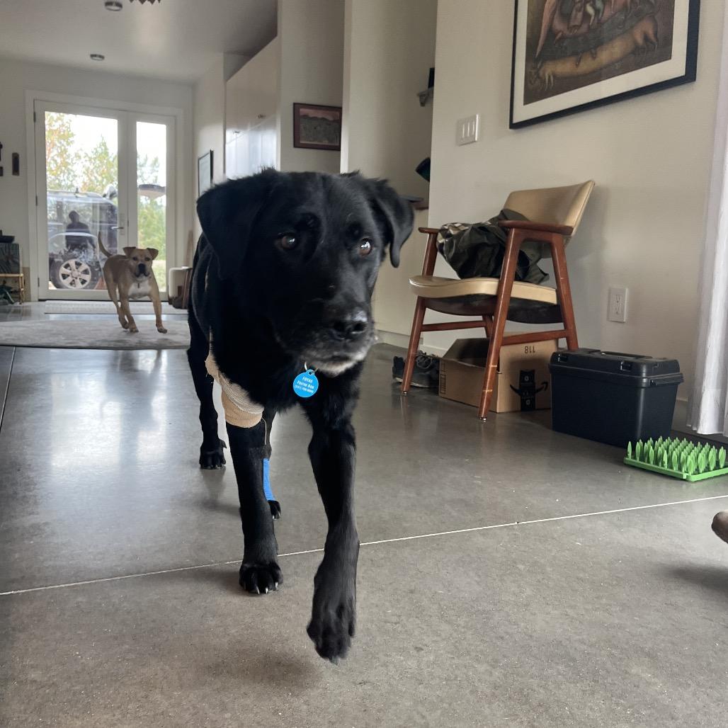 Eugene, a Adoptable mixed breed in Ashland, OR image 5/6