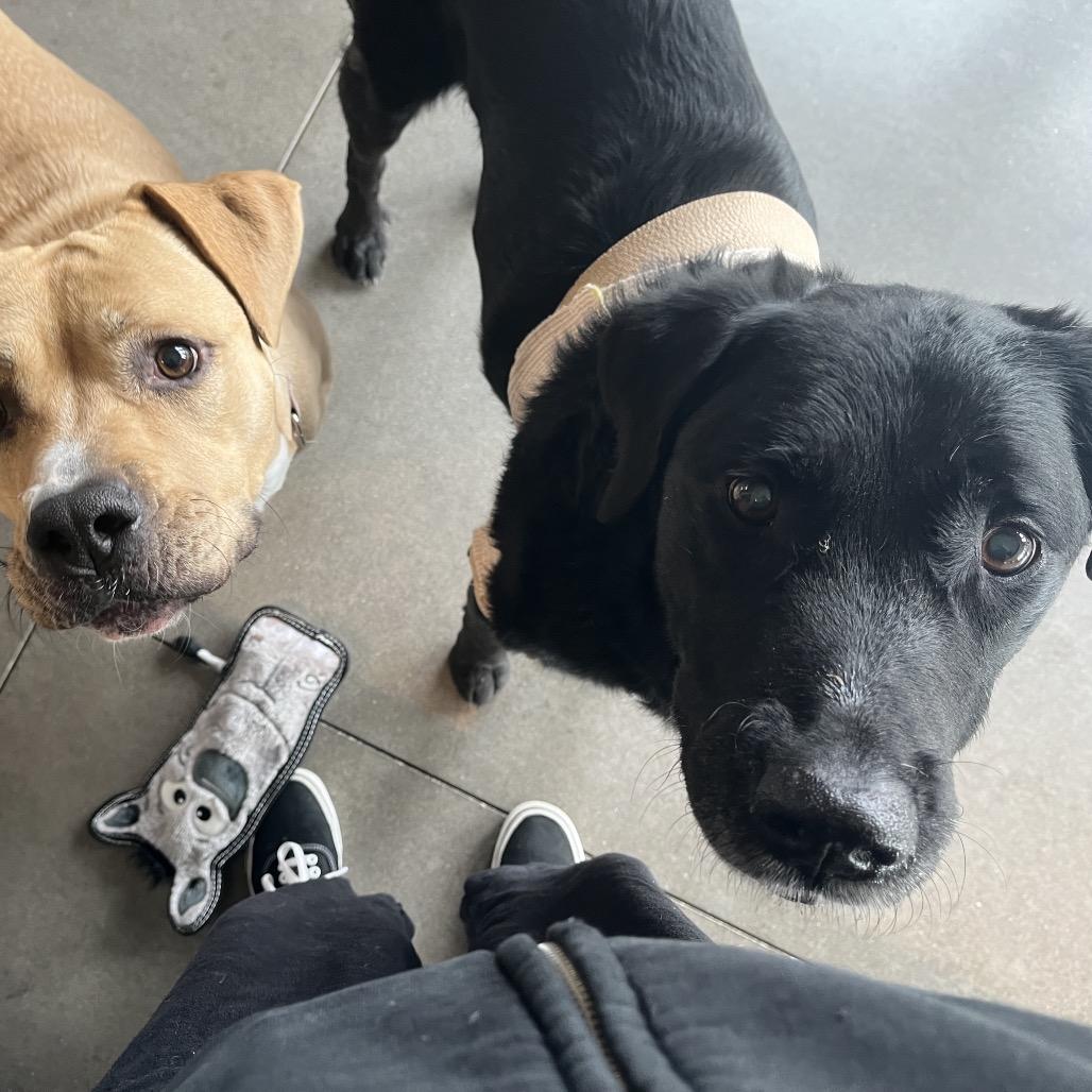 Enlarge Eugene, a Adoptable mixed breed in Ashland, OR image 5/6