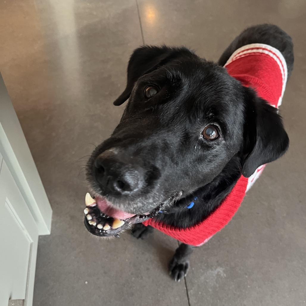Eugene, a Adoptable Black Labrador Retriever in Ashland, OR image 2/2