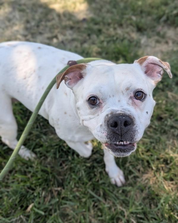 Lillie Pearl, Adoptable, Adult Female English Bulldog & Pit Bull Terrier.