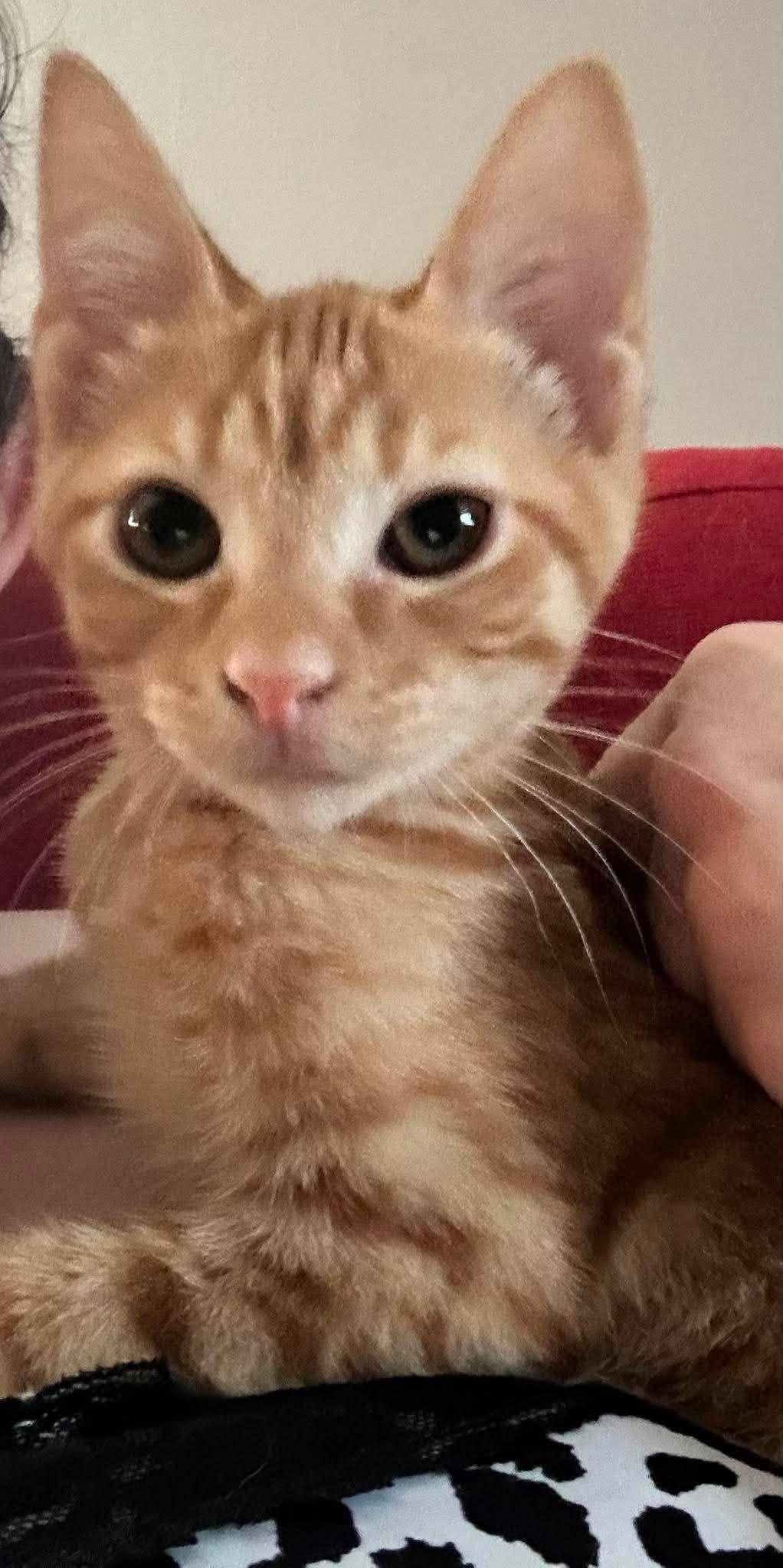 Tomato Soup, Adopted, Kitten Male Domestic Short Hair.
