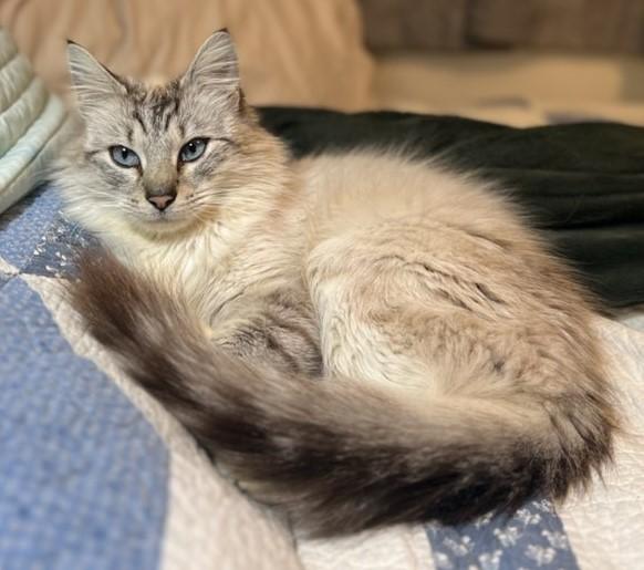 Enlarge Snowbird, a ADOPTABLE Siamese in Anchorage, AK image 1/1