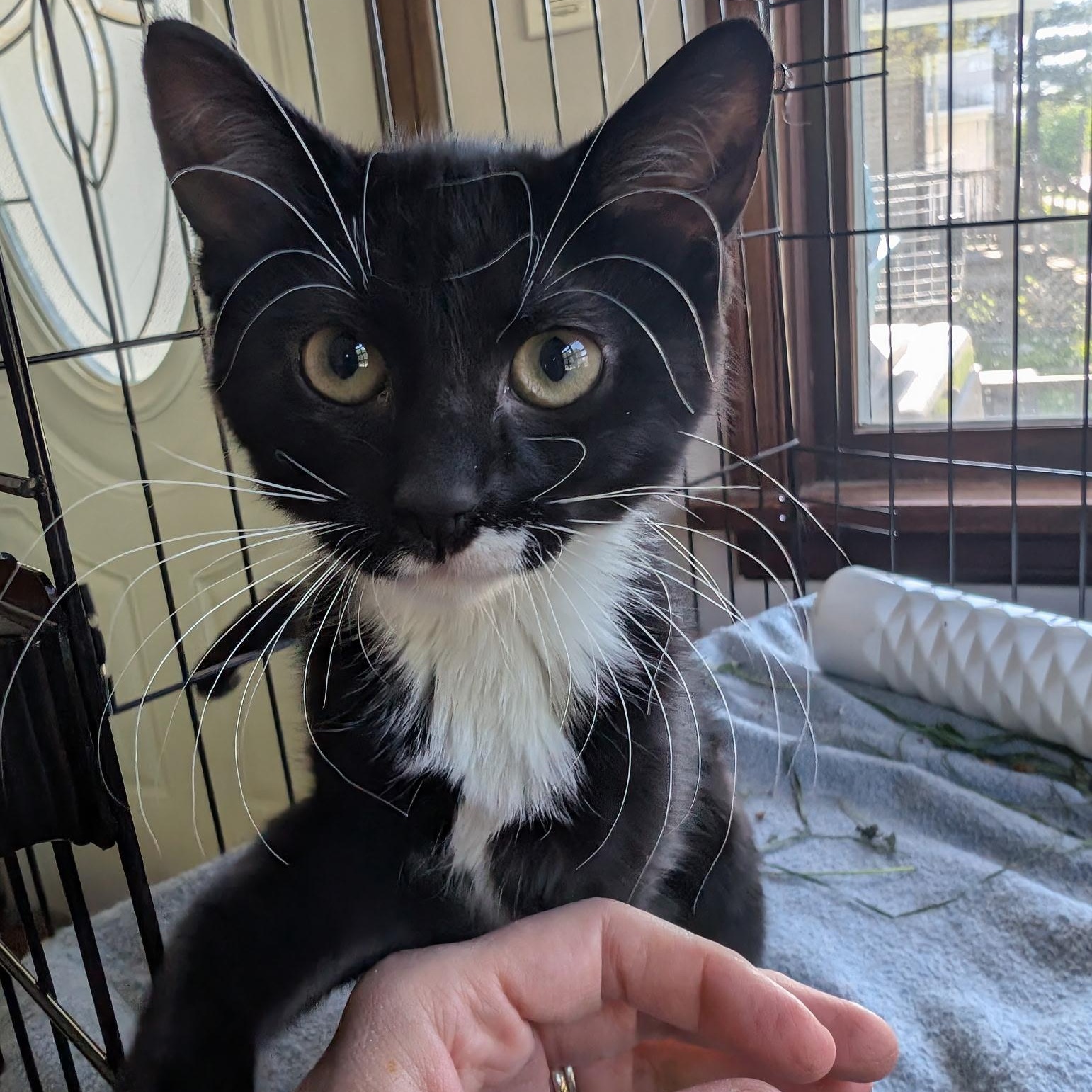 Tux, Adoptable, Kitten Female Domestic Short Hair.