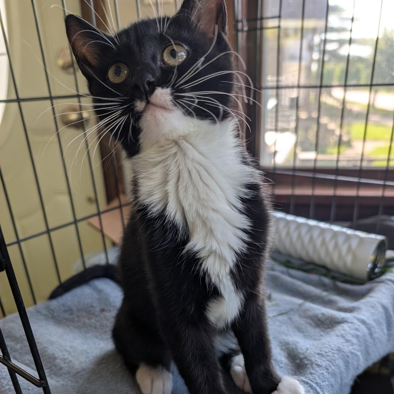 Tux, a Adoptable Domestic Short Hair in Menasha, WI image 2/2