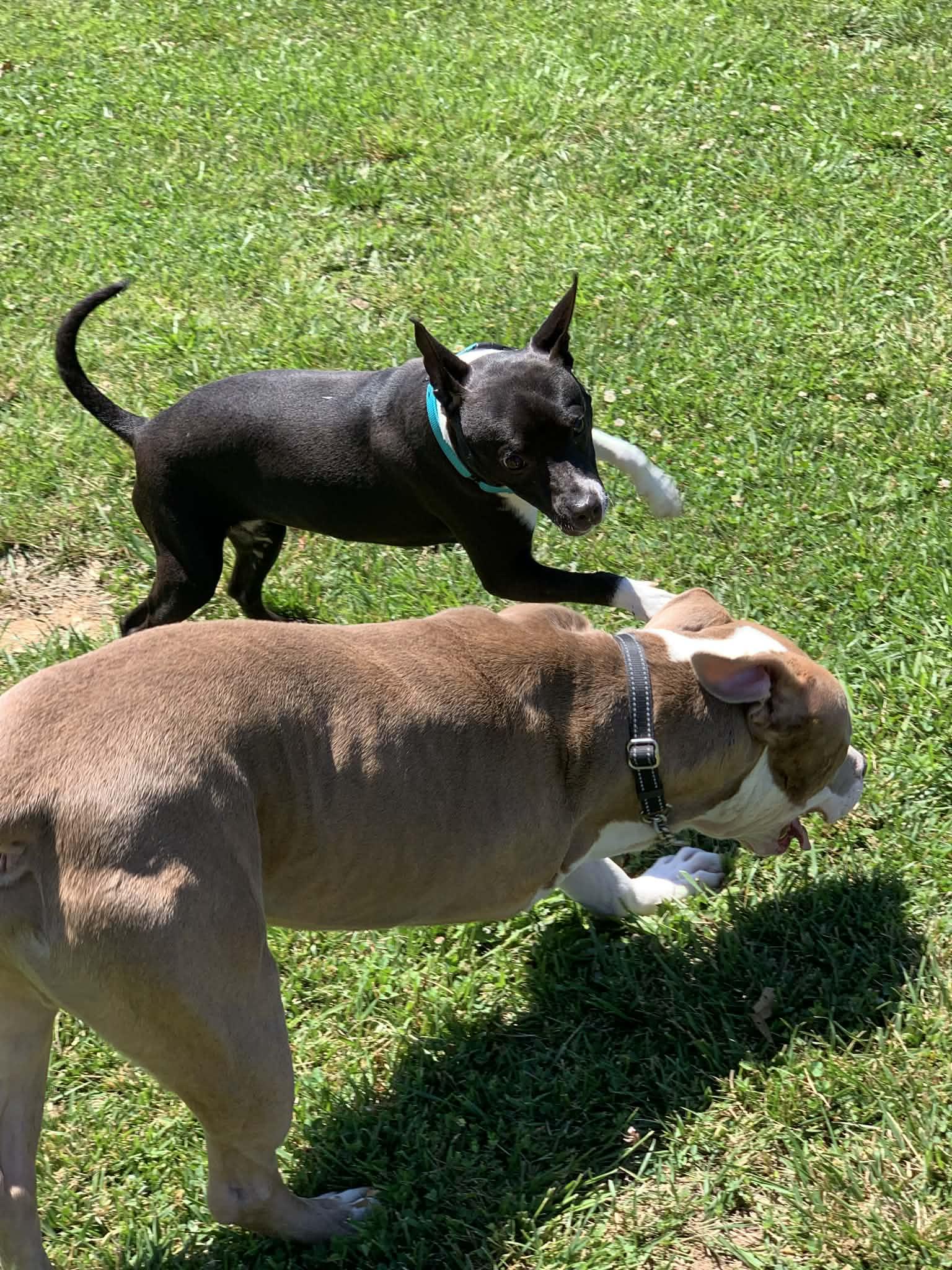 Enlarge Bean, a ADOPTABLE mixed breed in Douglas, MA image 5/6