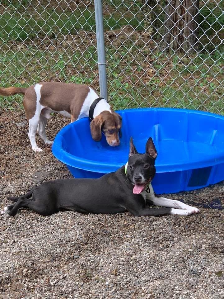 Enlarge Bean, a ADOPTABLE mixed breed in Douglas, MA image 6/6