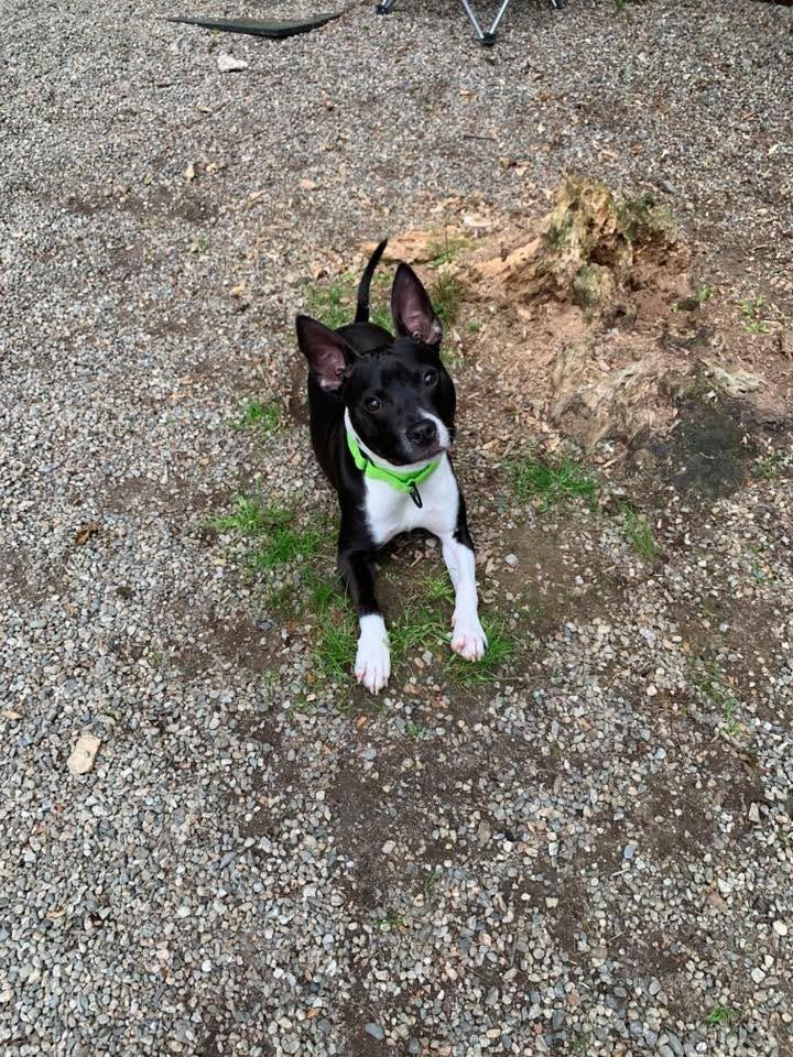 Enlarge Bean, a ADOPTABLE mixed breed in Douglas, MA image 3/6