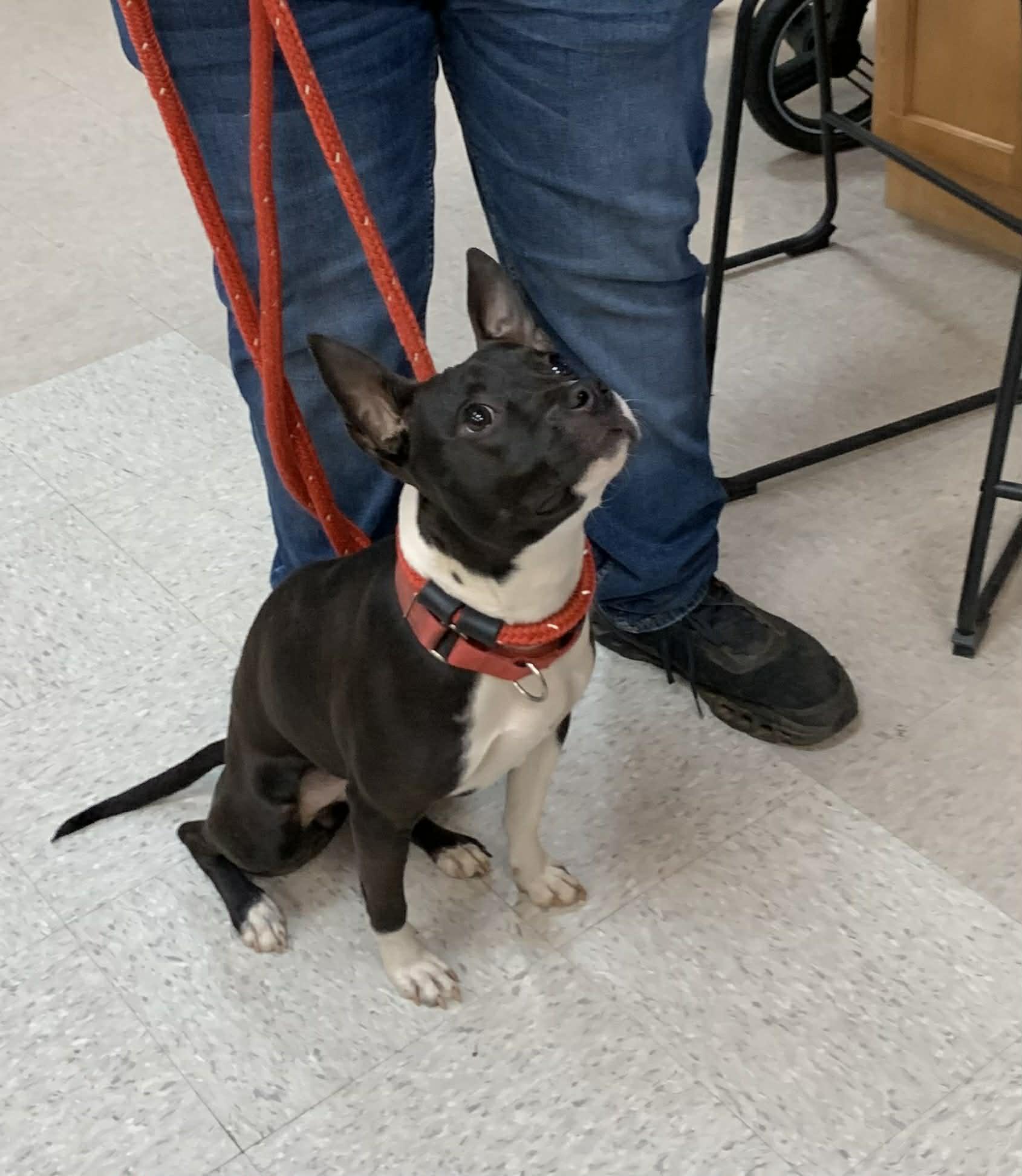 Enlarge Bean, a ADOPTABLE mixed breed in Douglas, MA image 4/6