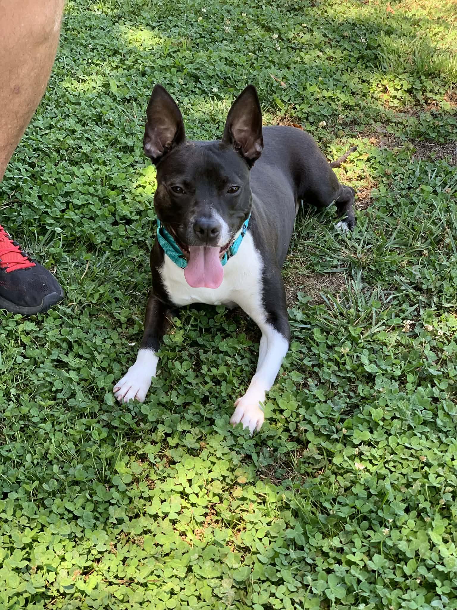 Enlarge Bean, a ADOPTABLE mixed breed in Douglas, MA image 1/6