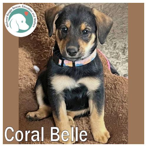 Coral Belle, ADOPTABLE, Puppy Female Beagle.