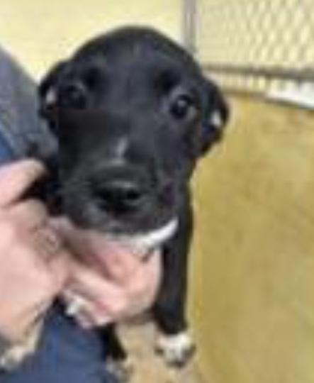 Enlarge Vox, an adoptable mixed breed in Parma, OH image 1/1