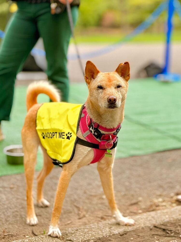 Fiona, a Adoptable Jindo in Long Island City, NY image 1/5