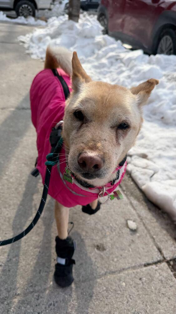 Fiona, a Adoptable Jindo in Long Island City, NY image 1/6