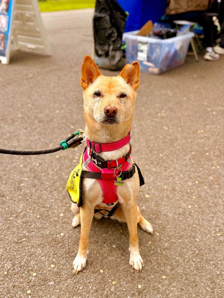 Fiona, a Adoptable Jindo in Long Island City, NY image 2/5