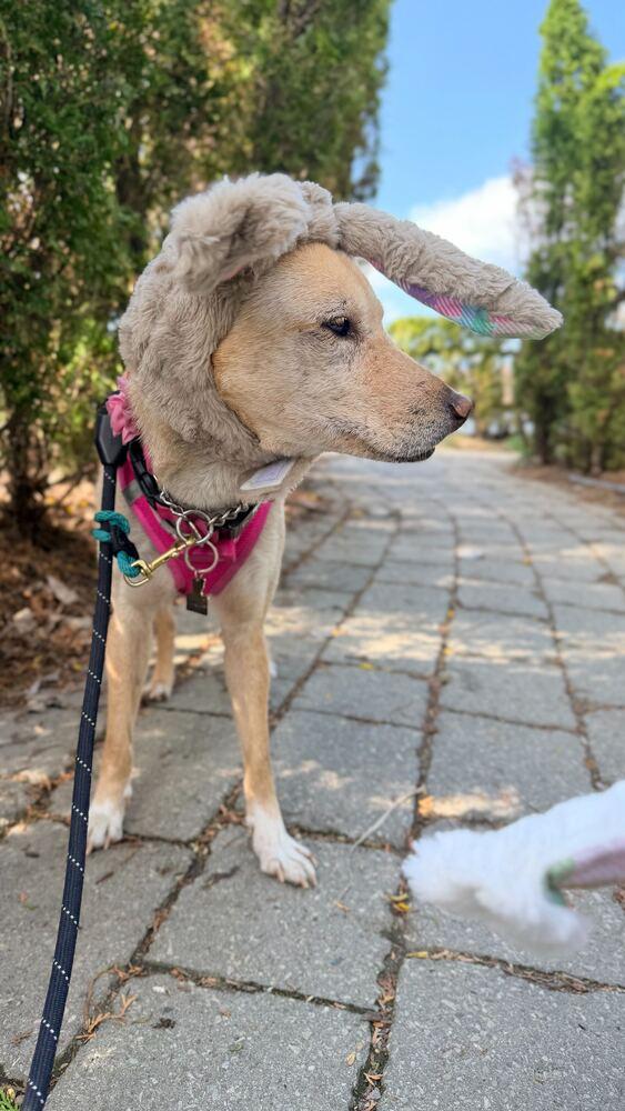 Enlarge Fiona, a Adoptable Jindo in Long Island City, NY image 2/5
