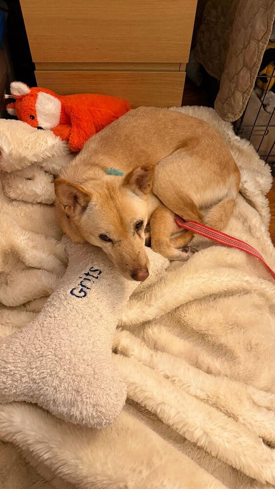 Fiona, a Adoptable Jindo in Long Island City, NY image 2/6