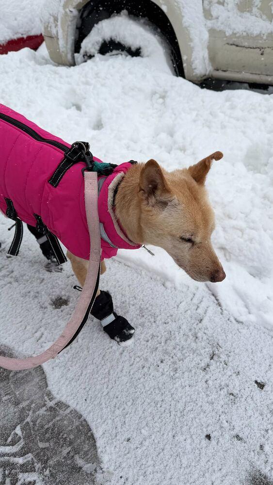 Fiona, a Adoptable Jindo in Long Island City, NY image 3/6