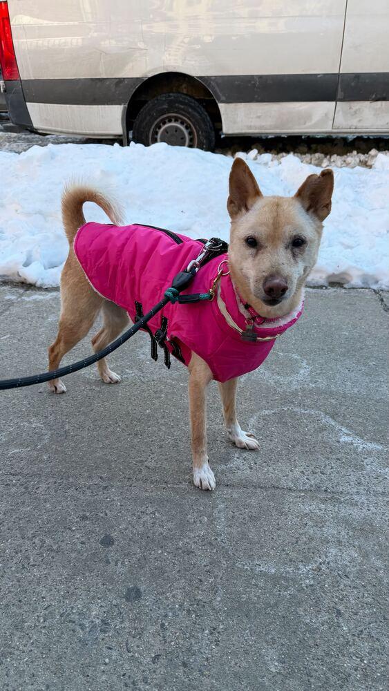 Fiona, a Adoptable Jindo in Long Island City, NY image 4/6