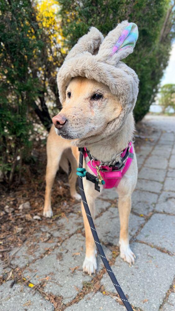 Enlarge Fiona, a Adoptable Jindo in Long Island City, NY image 3/5