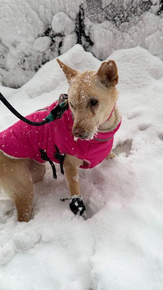 Fiona, a Adoptable Jindo in Long Island City, NY image 5/6