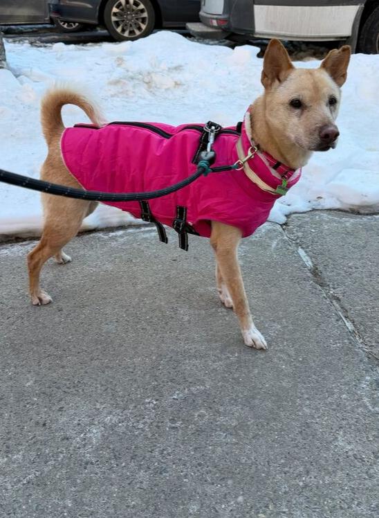 Fiona, a Adoptable Jindo in Long Island City, NY image 6/6