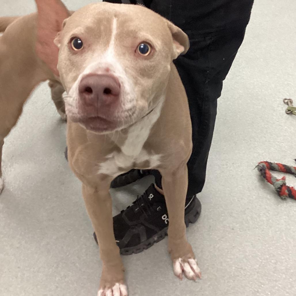 Sid, Adoptable, Young Male Pit Bull Terrier.