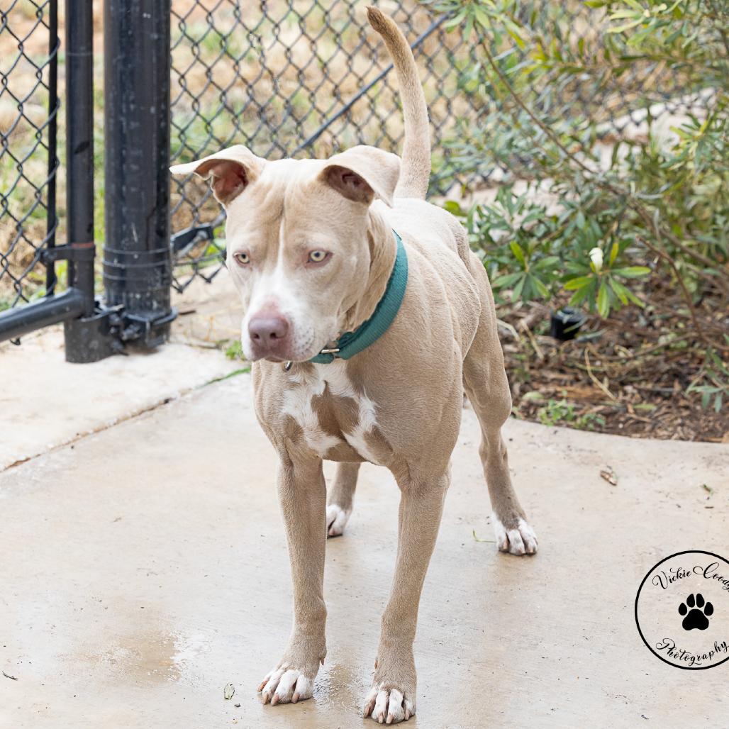 Enlarge Sid, a Adoptable Pit Bull Terrier in Abilene, TX image 2/3