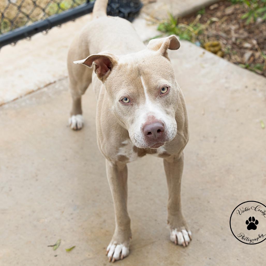 Enlarge Sid, a Adoptable Pit Bull Terrier in Abilene, TX image 3/3