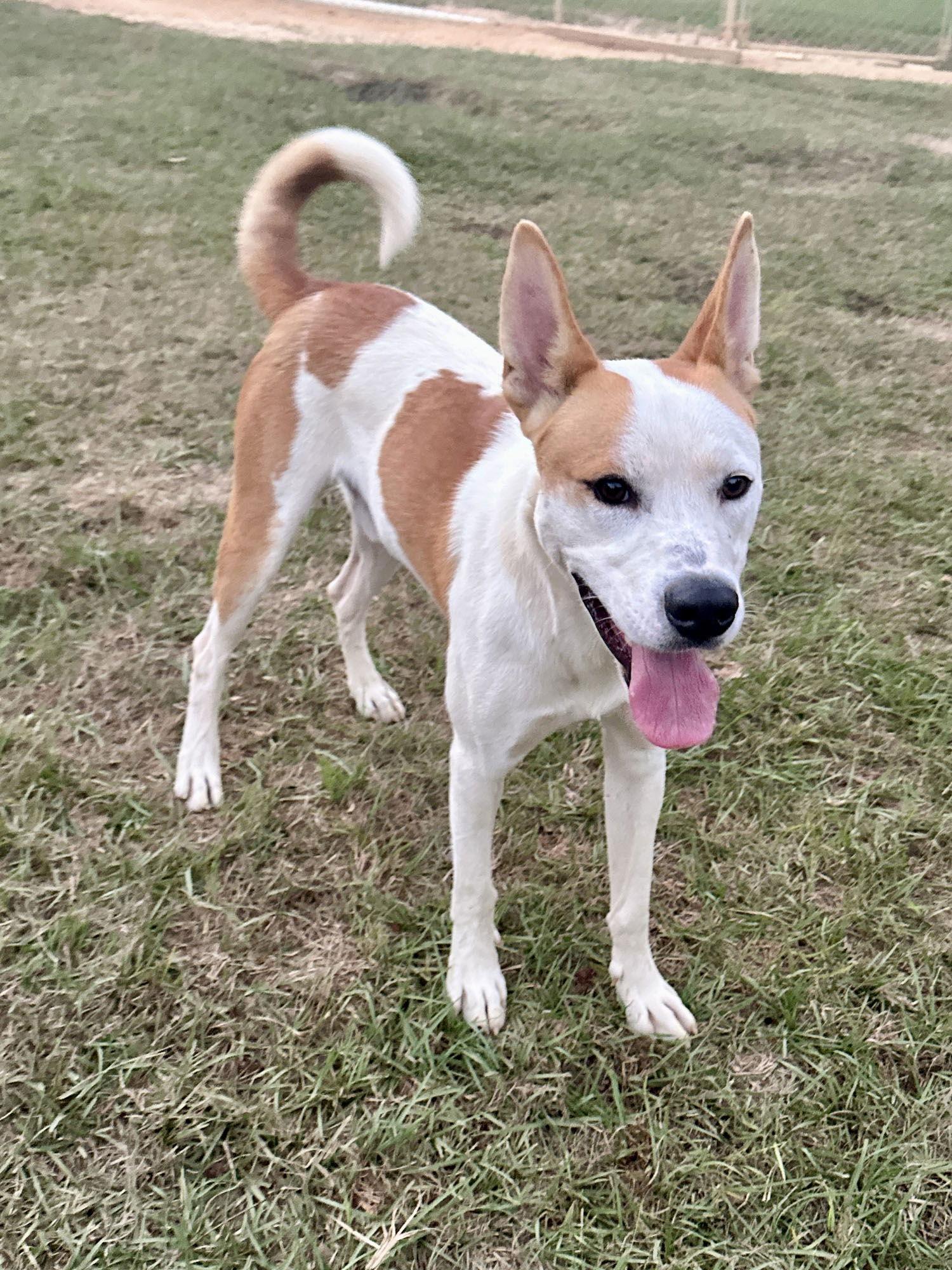 Lucky, a Adoptable mixed breed in Eastman, GA image 1/3