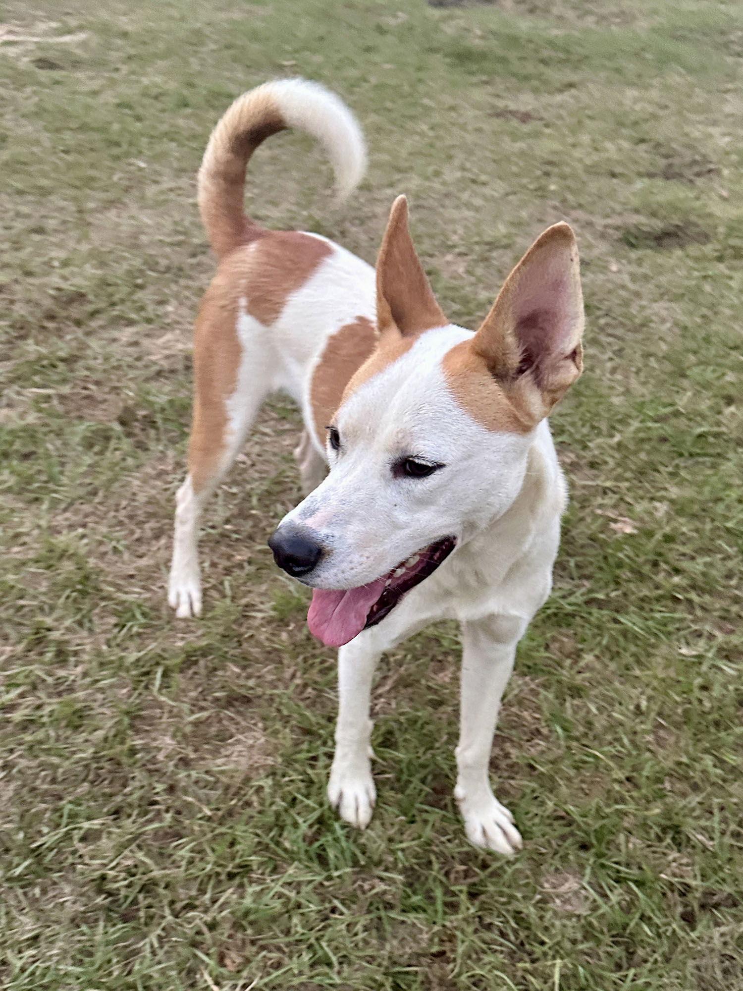 Lucky, a Adoptable mixed breed in Eastman, GA image 2/3