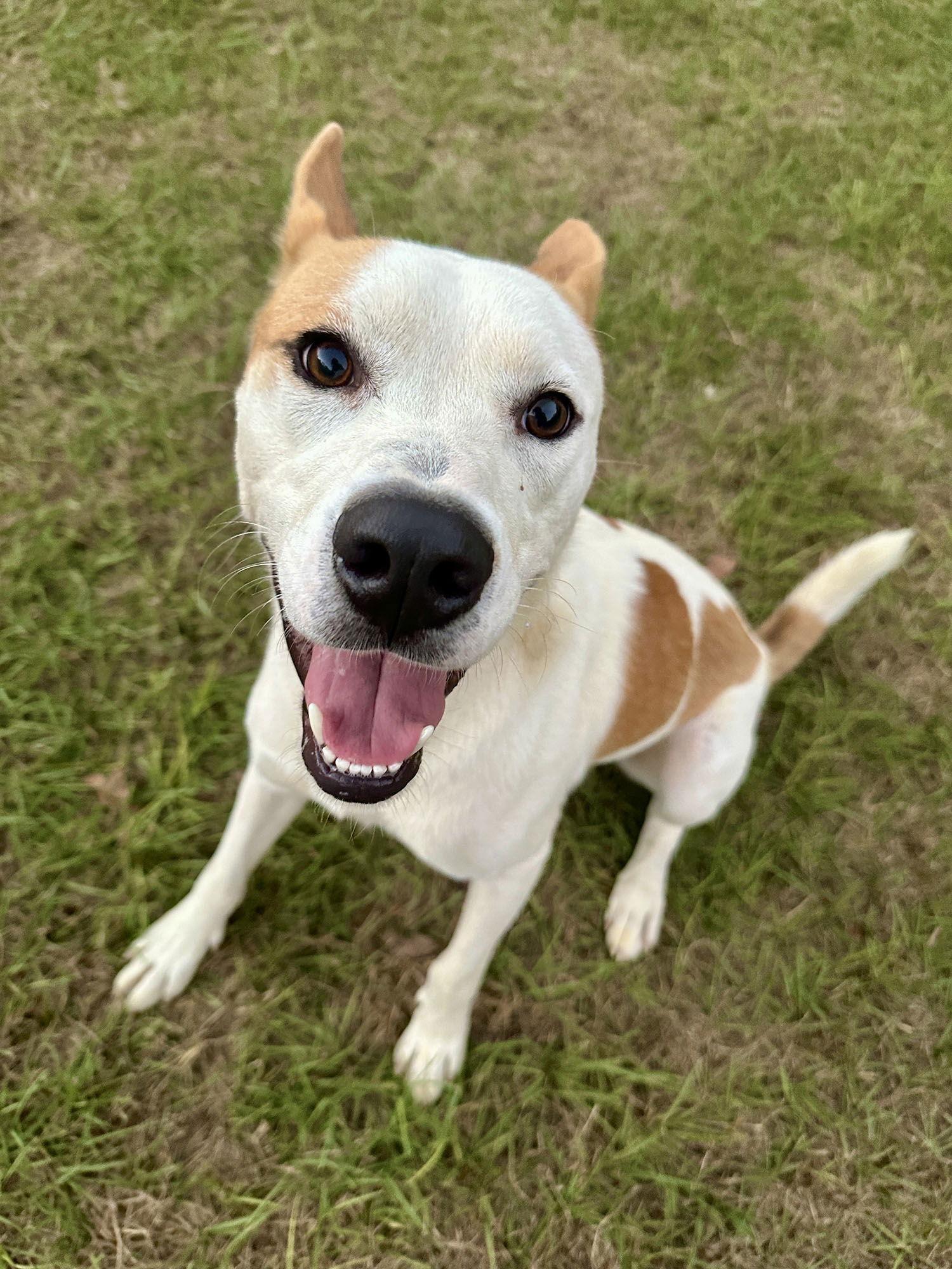 Lucky, a Adoptable mixed breed in Eastman, GA image 3/3