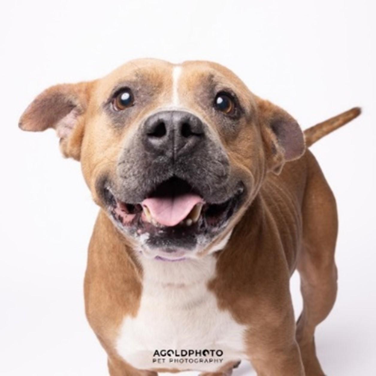Enlarge S/C Mike, a Adoptable mixed breed in North Miami Beach, FL image 1/1