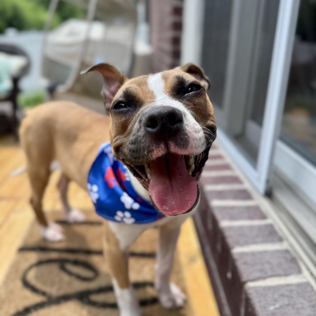 Enlarge Rex, a Adoptable mixed breed in Northville, MI image 1/5