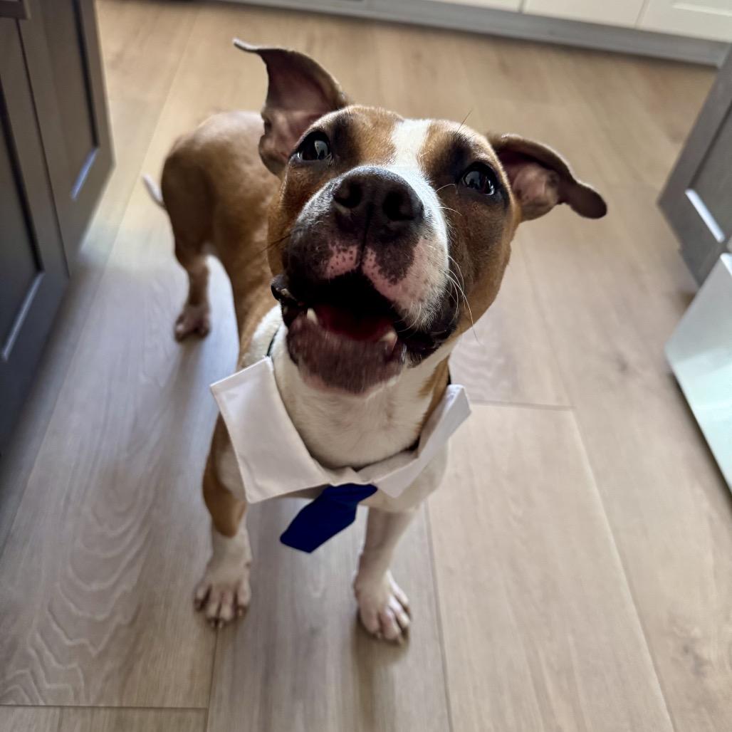 Enlarge Rex, a Adoptable mixed breed in Northville, MI image 2/5