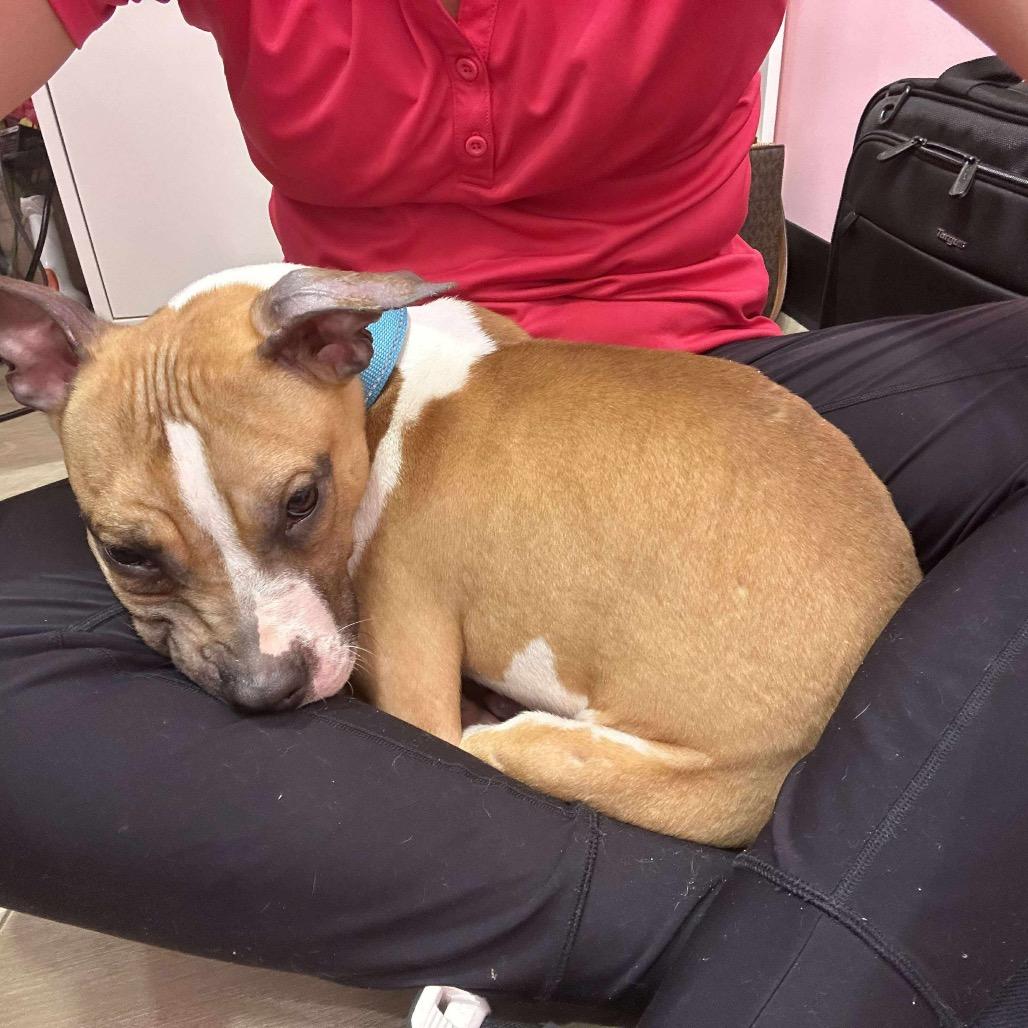 Enlarge Rex, a Adoptable mixed breed in Northville, MI image 3/5