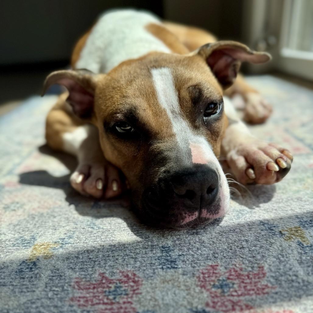 Enlarge Rex, a Adoptable mixed breed in Northville, MI image 4/5