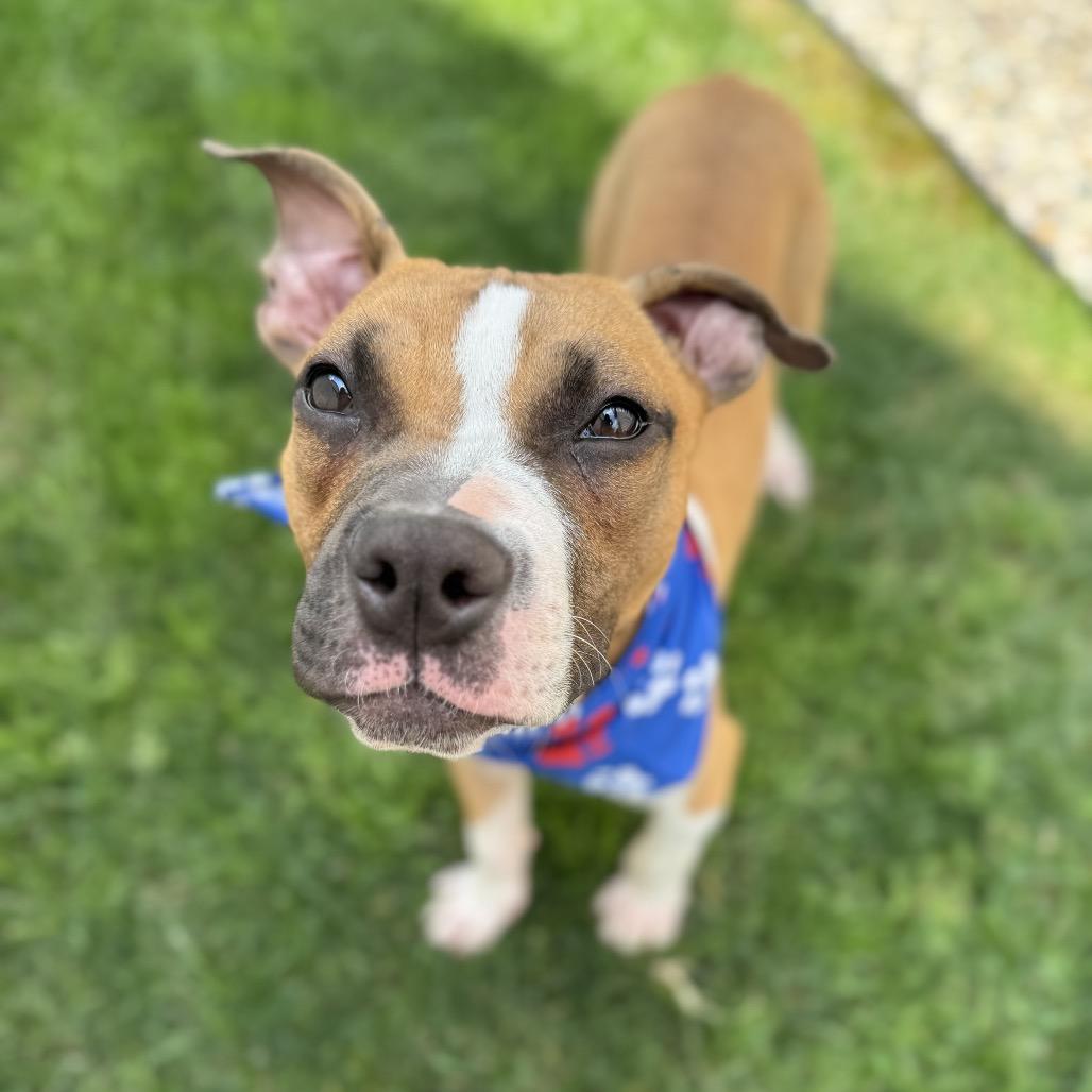 Enlarge Rex, a Adoptable mixed breed in Northville, MI image 5/5