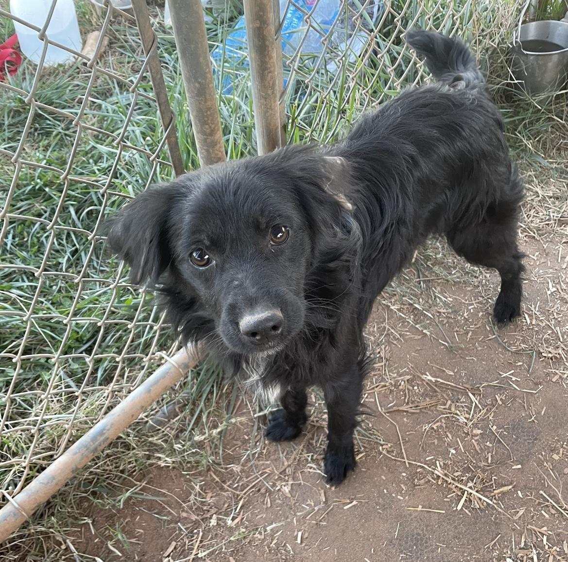 Comet, Adoptable, Young Male Border Collie & Australian Shepherd.