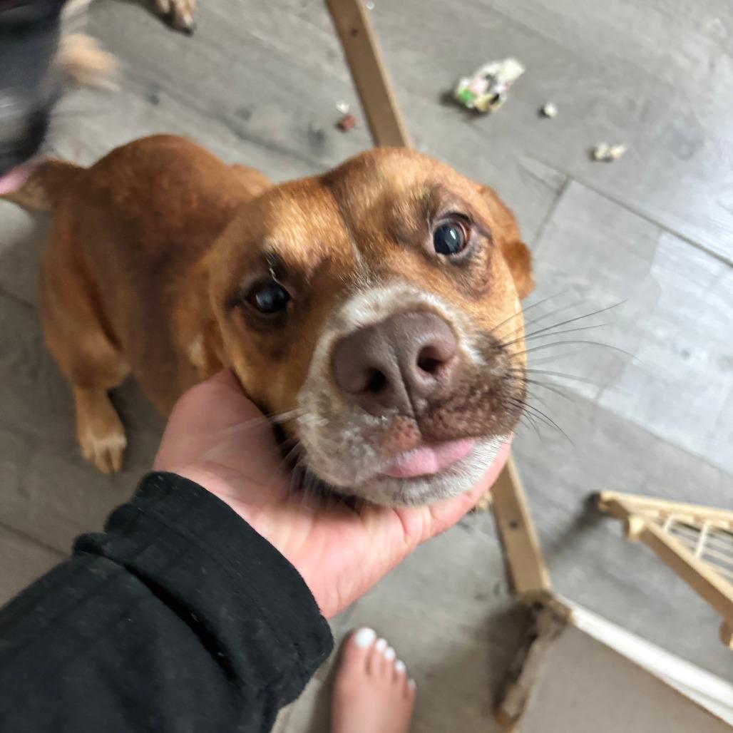 Ellie + Breezy, Adoptable, Adult Female Mixed Breed.