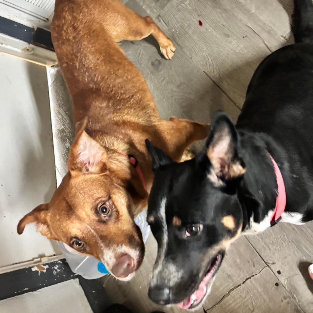 Ellie + Breezy, a Adoptable Mixed Breed in Beaumont, TX image 3/4