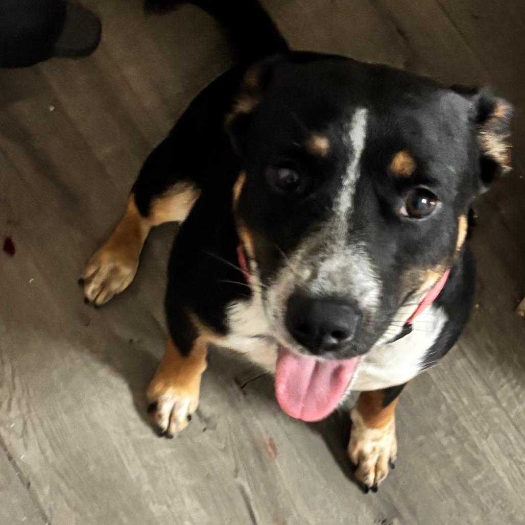 Ellie + Breezy, Adoptable, Adult Female Mixed Breed.