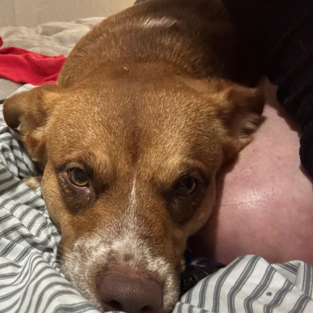 Enlarge Ellie + Breezy, a Adoptable Mixed Breed in Beaumont, TX image 3/4