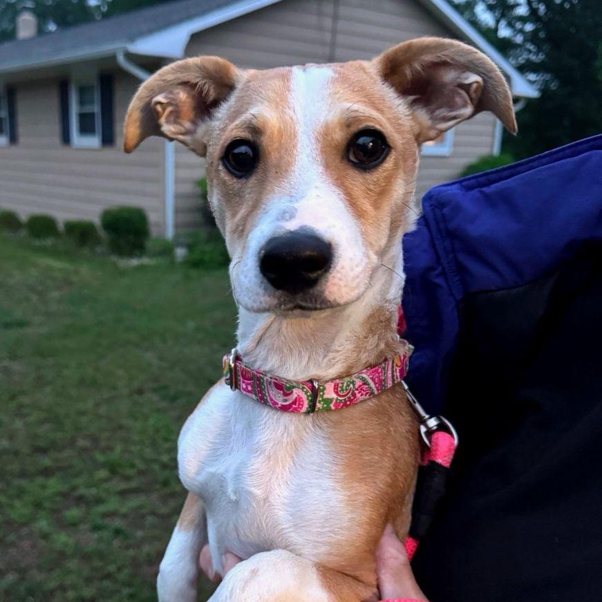 Enlarge Benji, an adopted mixed breed in Carneys Point, NJ image 1/4