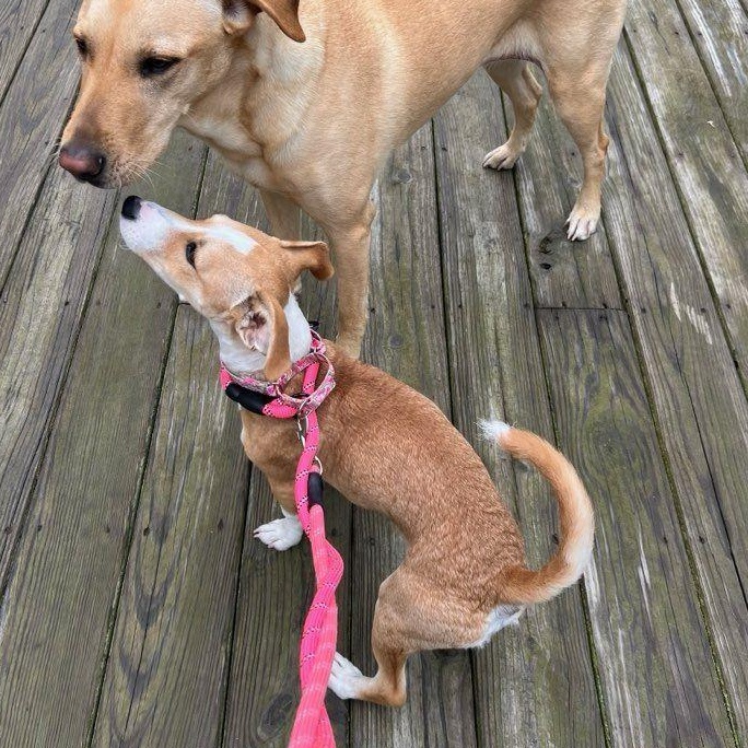 Enlarge Benji, an adopted mixed breed in Carneys Point, NJ image 3/4