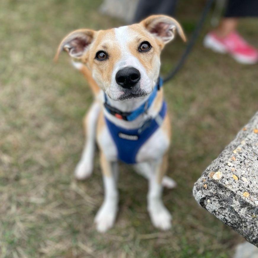 Enlarge Benji, an adopted mixed breed in Carneys Point, NJ image 2/4