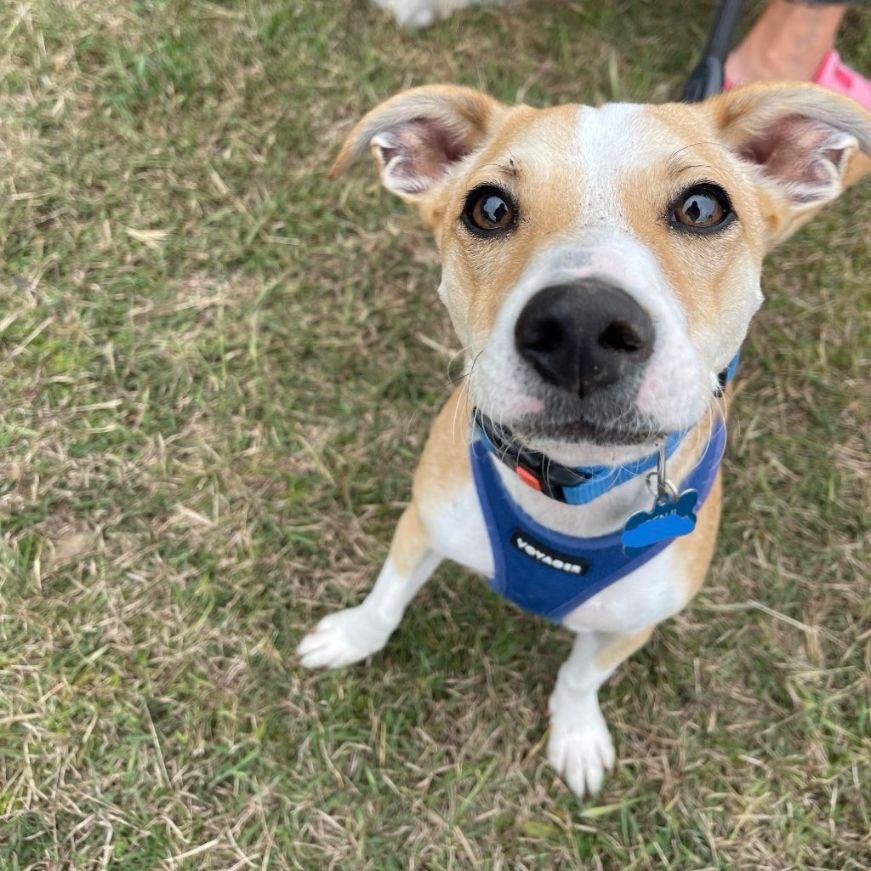 Enlarge Benji, an adopted mixed breed in Carneys Point, NJ image 4/4