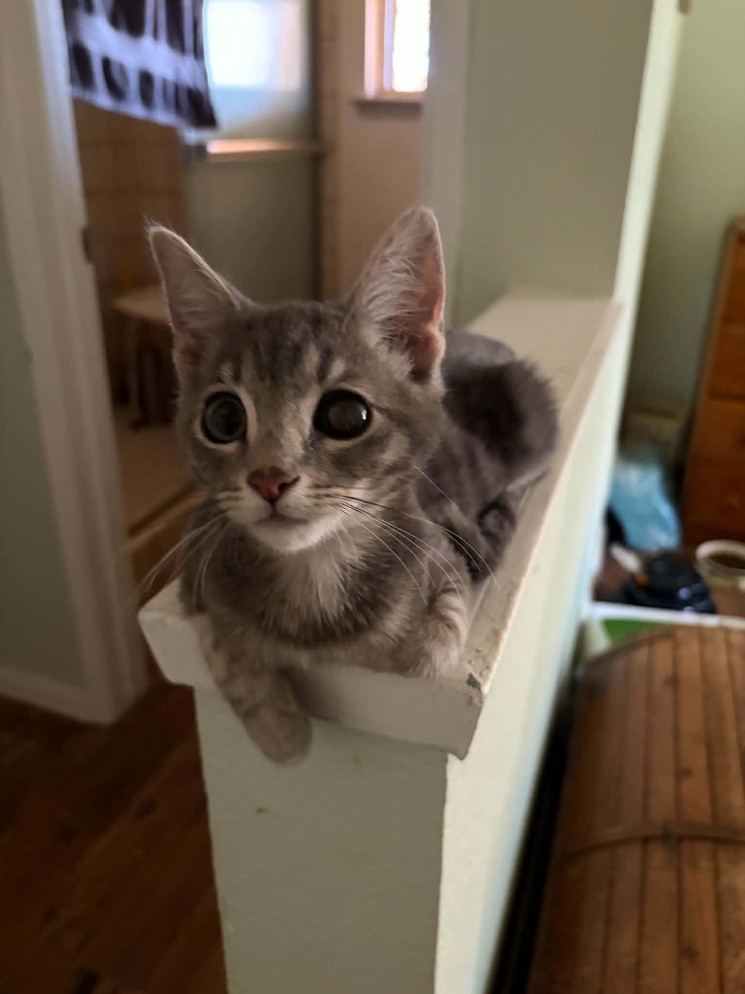 Belvedere, ADOPTABLE, Kitten Male Tabby.