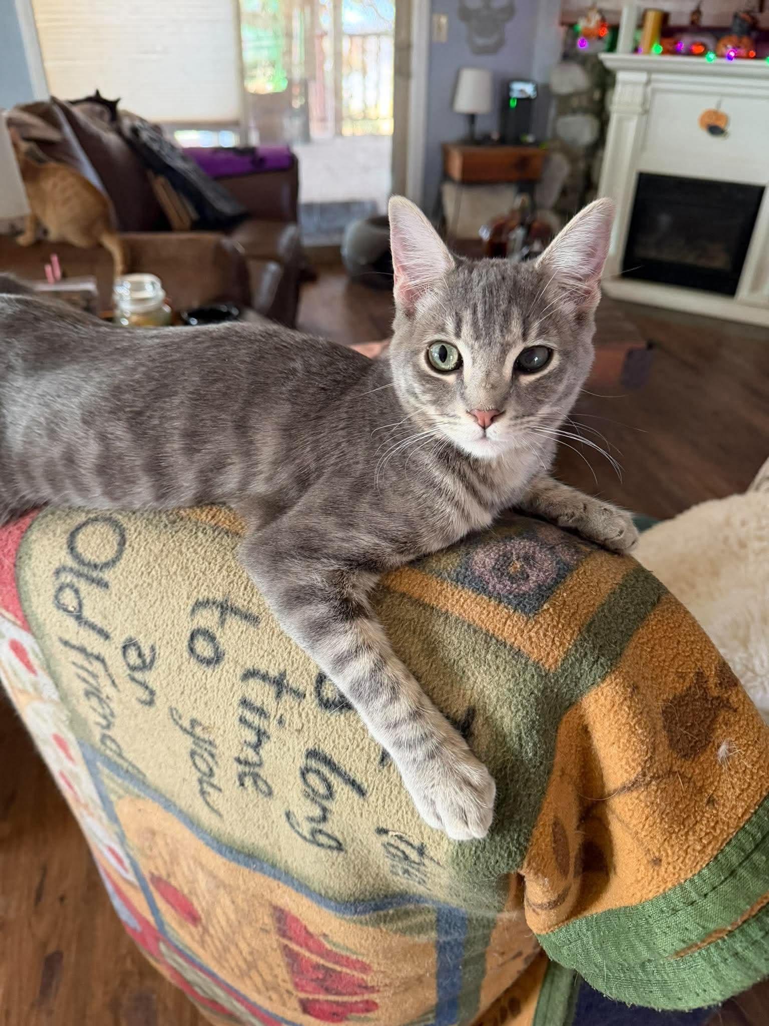 Belvedere, Adoptable, Kitten Male Tabby.